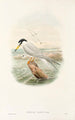 fuglene fra Ny-Guinea og de tilstødende Papuanske øer Pl72 - John Gould — visning af kunstværket