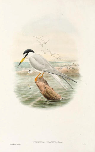 John Gould - The Birds of New Guinea and the adjacent Papuan islands Pl72.webp