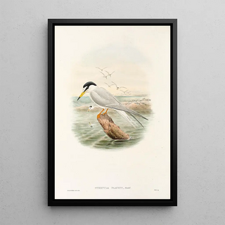 John Gould - The Birds of New Guinea and the adjacent Papuan islands Pl72.webp