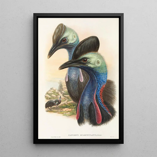 John Gould - The Birds of New Guinea and the adjacent Papuan islands Pl73.webp