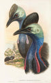 fuglene fra Ny Guinea og de tilstødende Papuanske øer Pl73 - John Gould — visning af kunstværket