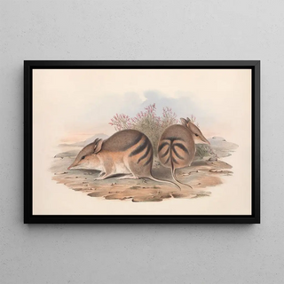 John Gould - The mammals of Australia Pl008.webp