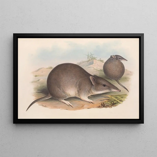 John Gould - The mammals of Australia Pl011.webp