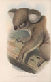 Les mammifères d'Australie Pl013 - John Gould — visning af kunstværket
