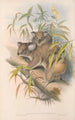 Les mammifères d'Australie Pl014 - John Gould — visning af kunstværket