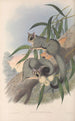 Les mammifères d'Australie Pl023 - John Gould — visning af kunstværket