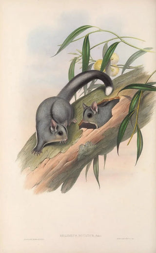 John Gould - The mammals of Australia Pl024.webp