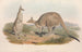 Les mammifères d'Australie Pl038 - John Gould — visning af kunstværket