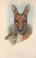 Australiens pattedyr Pl044 - John Gould — visning af kunstværket