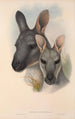 Les mammifères d'Australie Pl046 - John Gould — visning af kunstværket
