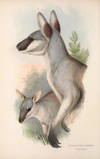 John Gould - The mammals of Australia Pl048.webp