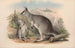 Les mammifères d'Australie Pl049 - John Gould — visning af kunstværket