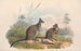 australske pattedyr, pl. 059 - John Gould — visning af kunstværket