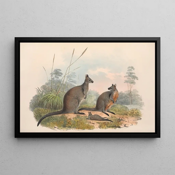 australske pattedyr, pl. 059 - John Gould — indrammet kunstværk på væggen