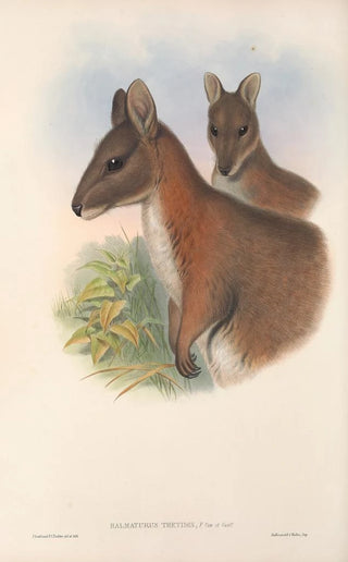 John Gould - The mammals of Australia Pl067.webp