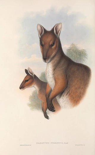 John Gould - The mammals of Australia Pl069.webp
