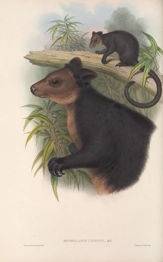 John Gould - The mammals of Australia Pl085.webp