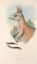 australske pattedyr Pl088 - John Gould — visning af kunstværket