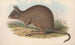 Les mammifères d'Australie Pl093 - John Gould — visning af kunstværket