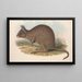 Les mammifères d'Australie Pl093 - John Gould — indrammet kunstværk på væggen