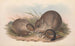 Les mammifères d'Australie Pl098 - John Gould — visning af kunstværket