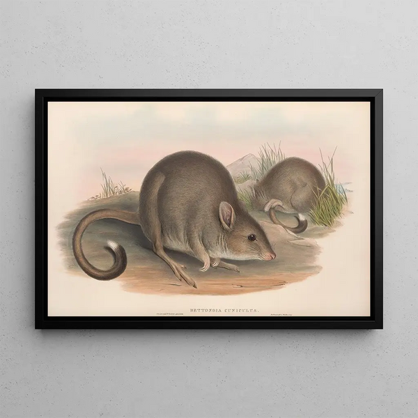 australske pattedyr Pl099 - John Gould — indrammet kunstværk på væggen