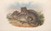 Australiens pattedyr Pl100 - John Gould — visning af kunstværket