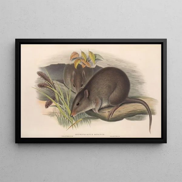 Les mammifères d'Australie Pl103 - John Gould — indrammet kunstværk på væggen