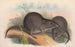 Les mammifères d'Australie Pl105 - John Gould — visning af kunstværket