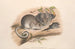 Les mammifères d'Australie, Pl. 107 - John Gould — visning af kunstværket