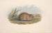 Australiens pattedyr Pl118 - John Gould — visning af kunstværket