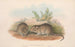 Australien Mammiferer Pl119 - John Gould — visning af kunstværket