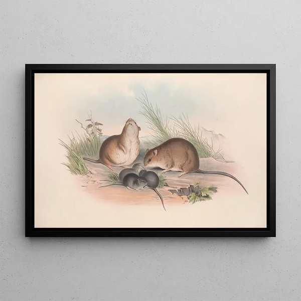 Les mammifères d'Australie Pl120 - John Gould — indrammet kunstværk på væggen