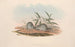 australske pattedyr Pl127 - John Gould — visning af kunstværket
