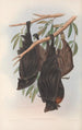 Australiens pattedyr Pl136 - John Gould — visning af kunstværket