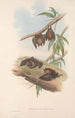 Les mammifères d'Australie Pl139 - John Gould — visning af kunstværket