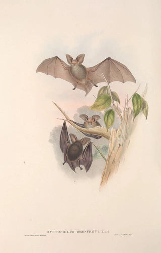 John Gould - The mammals of Australia Pl143.webp