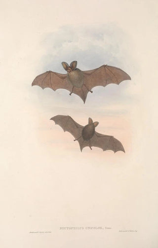 John Gould - The mammals of Australia Pl144.webp