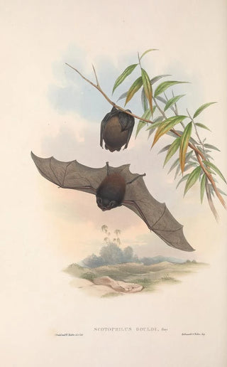 John Gould - The mammals of Australia Pl146.webp