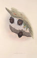 Les mammifères d'Australie Pl147 - John Gould — visning af kunstværket