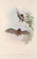 Les mammifères d'Australie Pl148 - John Gould — visning af kunstværket