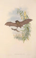 Les mammifères d'Australie Pl154 - John Gould — visning af kunstværket