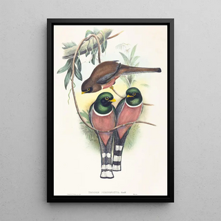 John Gould - Trogan personatus.webp