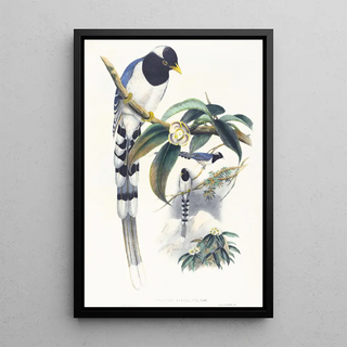 John Gould - Urocissa cucullata.webp