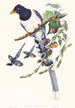 Urocissa magnirostris - John Gould — visning af kunstværket