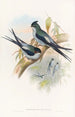 Wallace's træ- og trælevende maleri - John Gould — visning af kunstværket
