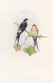 Hirondelle de mosquée occidentale - John Gould — visning af kunstværket