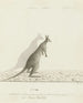 Macropus sp. Kangur - John Hunter — visning af kunstværket