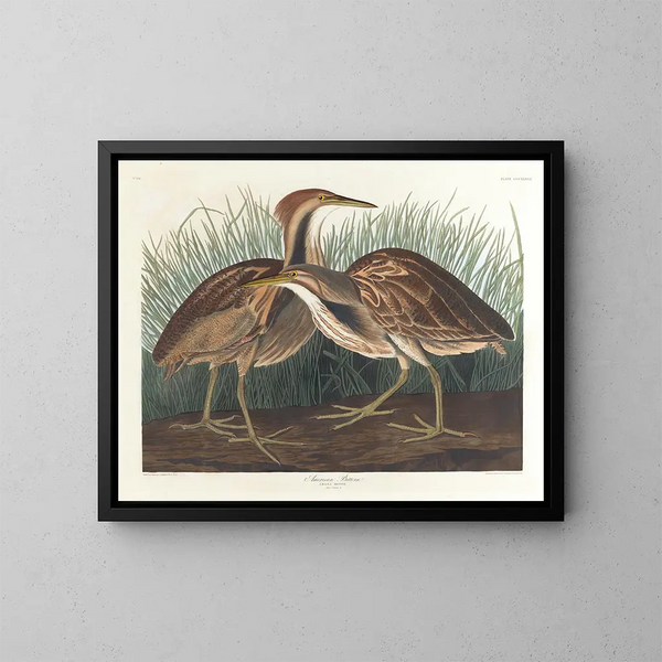 Butor d'Amérique - John James Audubon — indrammet kunstværk på væggen