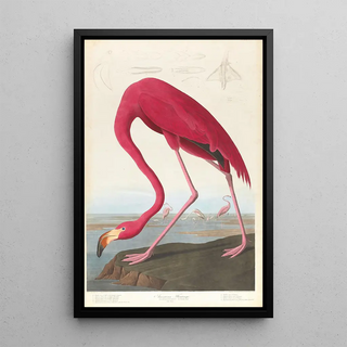 John James Audubon - American flamingo.webp